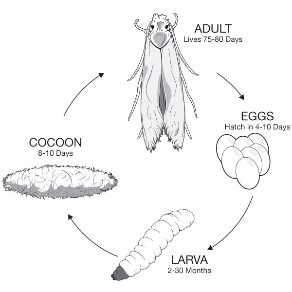 About Moth Life Cycle