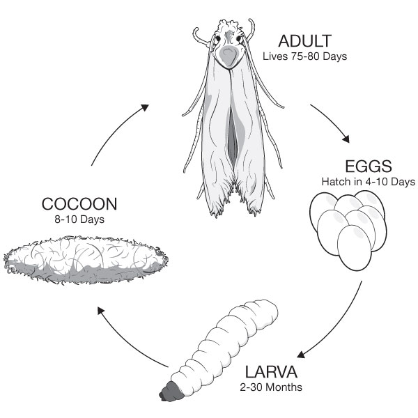 https://capitalrugcleaning.com/wp-content/uploads/2011/12/life-cycle-of-a-moth.jpg