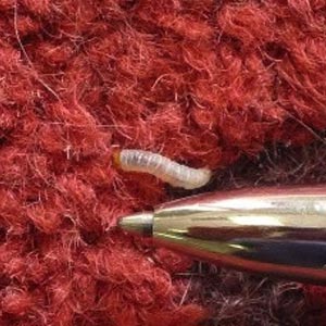 moth wool rugs damage rug repair